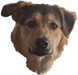 Astro Logo